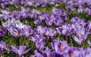 A patch of purple crocuses